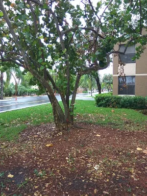 Plantation Real Estate